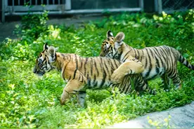 这对刚刚百天的华南虎双胞胎，有名字啦图片