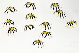 形似螃蟹 史上最小遥控步行机器人面世图片