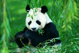 2014年，云南一对兄弟为给羊报仇怒杀大熊猫，后来下场如何？图片