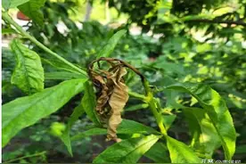 浅谈果园食心虫的发生危害及防治措施图片