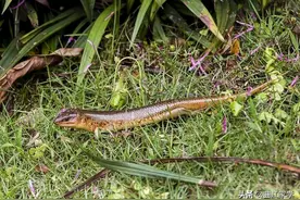 乡土随笔丨夏天的四脚蛇图片