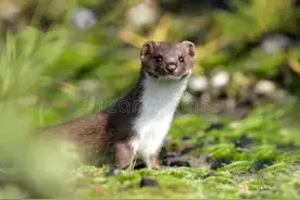 关于黄鼠狼“附身”那点事儿（文末有科学解释）图片