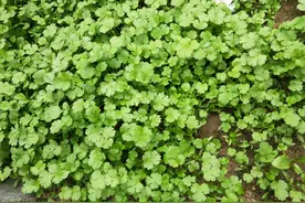 三月菜园适合种什么菜？如何播种出苗多？农户快来看看吧图片