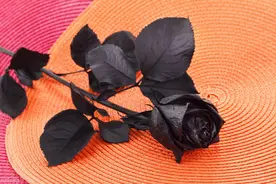 脸红开始，眼红结束图片