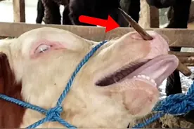 人类一直在虐待牛和马？马嚼子和牛鼻环都很疼，难道不是刑具吗？图片