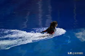 水中升美女——与白鲸共舞的人图片