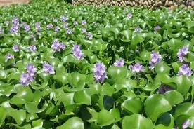 弱点实在是幽默！在我国泛滥的水葫芦，人们只用一招就能将其解决图片