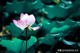 易泄五年，一方大补阳气固住精关，用药精而少不必太繁琐图片