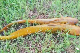 认识黄辣丁与牛尾巴鱼图片