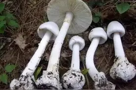 可以做美食的鹅膏菌，剧毒鹅膏菌，你会辨别吗图片