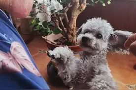 我家的灰泰迪（小灰妹）图片