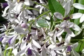 苦楝树，浑身是宝图片