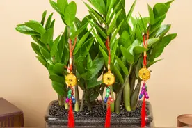 推荐十种适合领导办公室摆放的绿植盆栽，招财旺运，深受喜爱图片