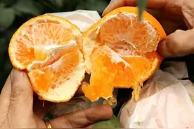 新津耙耙柑熟了，好甜哦！图片