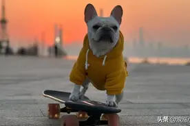 太拉风！这只在青岛海边玩滑板的小狗火了......网友直呼：厉害了！汪星人图片