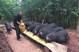 每年吃掉的7亿只猪，全是进口的？不买外国的猪可以吗?真相很残酷图片