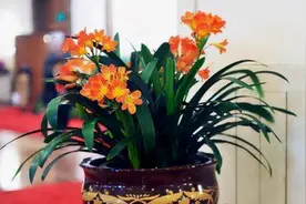 四种“镇宅花”，养成老桩威武霸气，家里养一盆，漂亮又美观图片