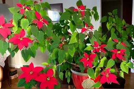 “毒花”家里放，花旺人不旺，8种小毒花，漂亮不健康，快搬出去图片