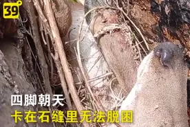 大连一梅花鹿掉进岩缝四脚朝天，志愿者救援助其脱险图片