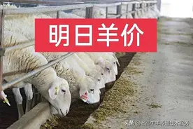 养羊：2022年3月26日明日羊价最新消息，多地稳中有涨图片