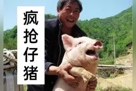 仔猪价格：一头20斤小猪500元仍遭疯抢！下半年养猪真能赚钱？图片