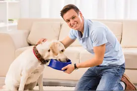 狗狗一天喂几次？这是喂食的重点，主人要注意图片