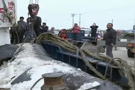 江苏渔民捡头5吨重死鲨鱼，臭了还卖19万，原来是姥鲨图片