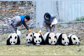 全球圈养大熊猫种群数量达到673只，十年增长近一倍图片