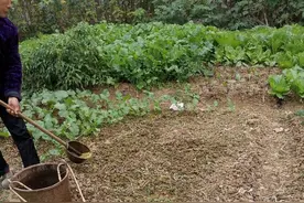 农民用粪水浇种的蔬菜，你还不知道的这些事实让你大开眼界！图片