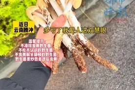 云南腾冲一对夫妻回家路上在绿化带捡到鸡枞，网友：云南的绿化带是有点神奇的图片