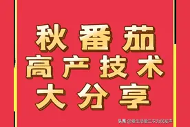 秋番茄高产技术大分享①！(附带好品种推荐)图片