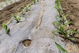 玉米苗期防鸟害，用这个小配方，能管百米无鸟图片