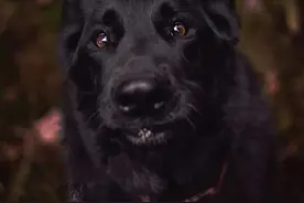 养黑狗的“坏处”，怪不得少人养图片