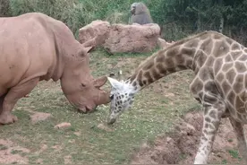 野蛮冲撞的白犀，和铁蹄斗士长颈鹿狭路相逢，谁的胜率大？为什么图片