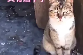 “全网最聪明”大咪：通人性、懂人话、干人活，300万人梦中情猫图片