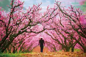 市县两级联动报道③丨乌当：做活“花样文章” 助推“花开富贵”图片