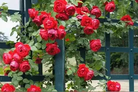 春天月季花开败后，赶紧做这3件事，还能继续不断开花图片