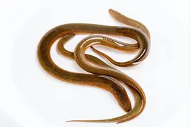 经常吃“鳝鱼”有啥用？中医：帮助解决4个问题，但4种人要管住嘴图片