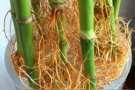 富贵竹，根系杂乱像“鸟窝”，能不能修剪？听听老花农怎么说图片