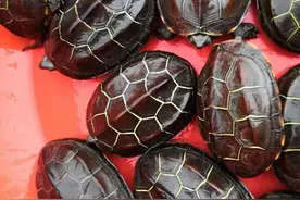 解密：原来乌龟是这样长大的图片