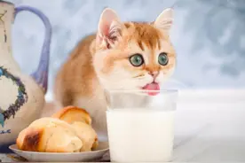 猫咪能吃的几种“人类食物”，只要喂对了，猫咪越吃越健康图片