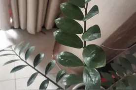 标点符号用法之六：问号图片