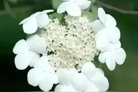 扬州市花——琼花，你知道吗？图片