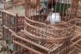 非法狩猎、买卖国家保护动物！兰陵一男子被刑拘！图片