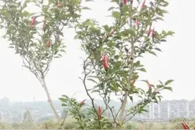 辣椒是一年生草本植物？能长成辣椒树，为何南方很少看到辣椒树？图片