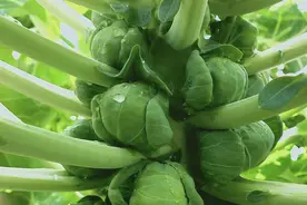 新奇特网红“迷你小甘蓝”，耐寒性非常好！零下3-4℃也不受冻害图片