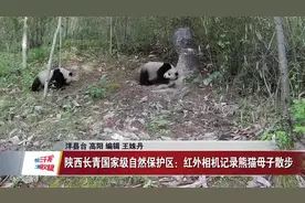 陕西长青国家级自然保护区：红外相机记录熊猫母子结伴散步图片