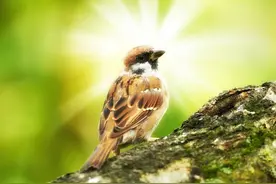 被困住的麻雀图片