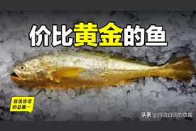 从4毛一斤到价比黄金，300万一条，40年来，大黄鱼到底经历了什么图片