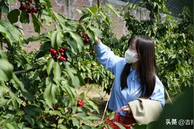 和龙市西城镇大棚樱桃红啦！特色产业富民图片